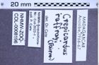 Etiketten zu Crepicardus raffrayi (Fairmaire, 1884) (NHMW-ZOO-COL-0008196)